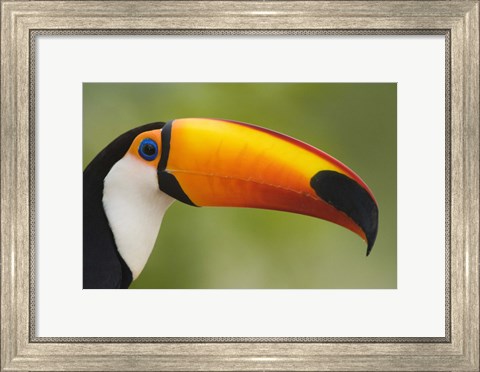 Framed Close-up of a Toco toucan (Ramphastos toco), Three Brothers River, Meeting of the Waters State Park, Pantanal Wetlands, Brazil Print