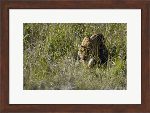 Framed Bengal Tiger (Panthera tigris tigris) cub walking in a forest, Bandhavgarh National Park, Umaria District, Madhya Pradesh, India Print