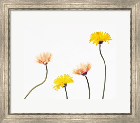 Framed Four Yellow and Pink Daisies on White Background Print