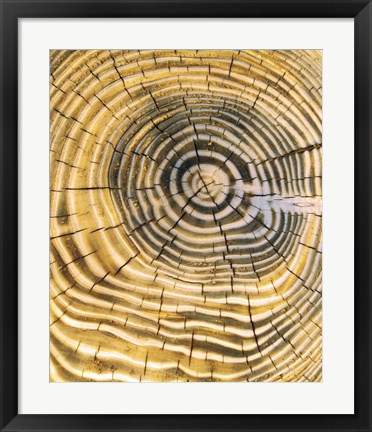 Framed Age Rings of Tree Trunk Print