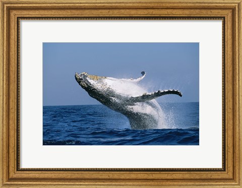 Framed Humpback whale (Megaptera novaeangliae) breaching in the sea Print