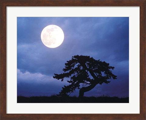 Framed Silhouetted tree with full moon in sky Print