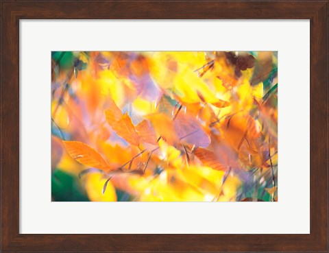 Framed Fallen Leaves on Ground with Backlit, Autumn Print