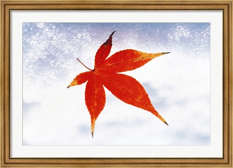 Framed Red Maple Leaf against White Background Print