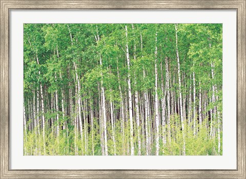 Framed Aspen Trees, View From Below (horizontal) Print