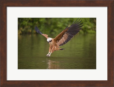 Framed Black-Collared hawk pouncing over water, Three Brothers River, Meeting of Waters State Park, Pantanal Wetlands, Brazil Print