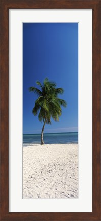 Framed Palm tree on the beach, Smathers Beach, Key West, Monroe County, Florida, USA Print