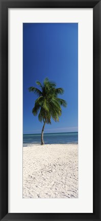 Framed Palm tree on the beach, Smathers Beach, Key West, Monroe County, Florida, USA Print