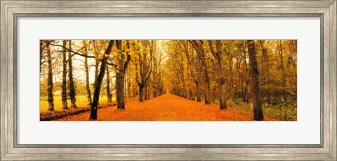 Framed Tree-lined road Loire Chenonceaux France Print
