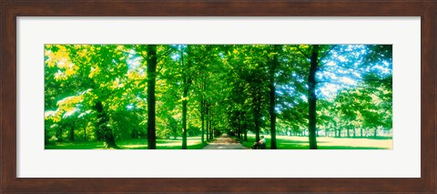 Framed Tree-lined road Dresden vicinity Germany Print