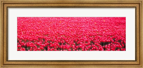 Framed Fields of tulips Alkmaar Vicinity Netherlands Print