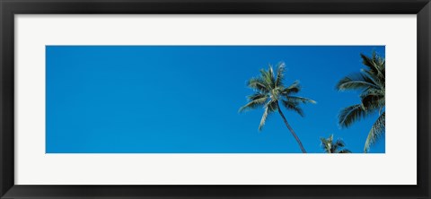 Framed Palm trees Waikiki Oahu HI USA Print