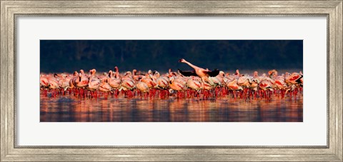 Framed Lesser flamingos in a lake, Lake Nakuru, Lake Nakuru National Park, Kenya Print