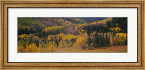 Framed Aspen trees in a field, Maroon Bells, Pitkin County, Gunnison County, Colorado, USA Print