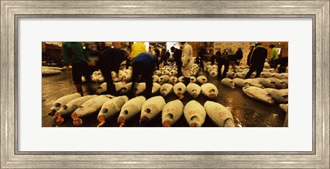 Framed People examining tuna in a fish auction, Tsukiji Fish Market, Tsukiji, Tokyo Prefecture, Kanto Region, Honshu, Japan Print