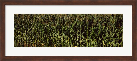 Framed Corn field, New York State Print