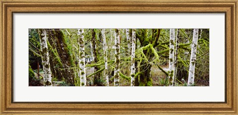 Framed Mossy Birch trees in a forest, Lake Crescent, Olympic Peninsula, Washington State, USA Print