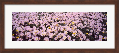 Framed Wildflowers Galveston TX USA Print