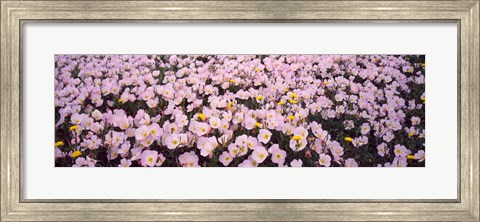 Framed Wildflowers Galveston TX USA Print