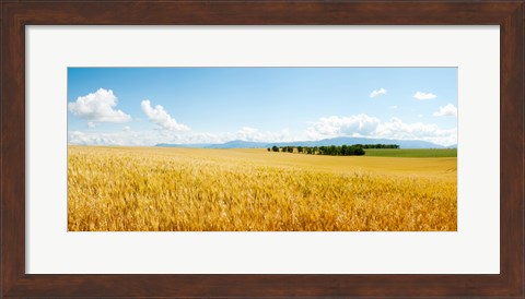 Framed Wheat field near D8, Brunet, Plateau de Valensole, Alpes-de-Haute-Provence, Provence-Alpes-Cote d&#39;Azur, France Print