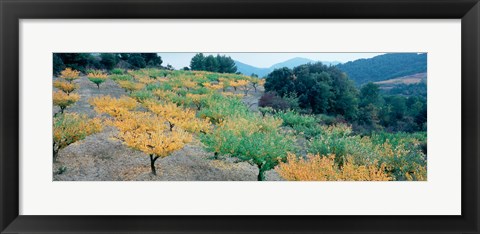 Framed Cherry trees in an orchard, Provence-Alpes-Cote d&#39;Azur, France Print