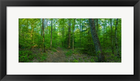 Framed Forest, Great Smoky Mountains National Park, Blount County, Tennessee, USA Print