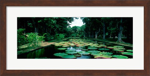 Framed Lily pads floating on water, Pamplemousses Gardens, Mauritius Island, Mauritius Print