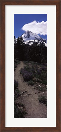 Framed Wildflowers along a trail with mountain in the background, Cloud Cap Trail, Mt Hood, Oregon, USA Print