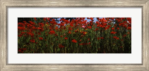 Framed Close up of  poppies in a field, Anacortes, Fidalgo Island, Washington State Print