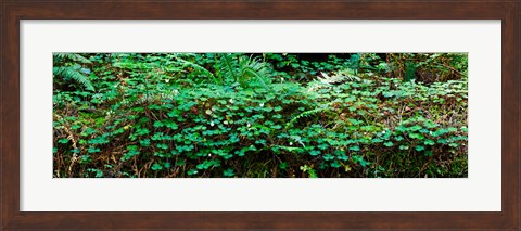 Framed Clover and Ferns on downed Redwood tree, Brown&#39;s Creek Trail, Jedediah Smith Redwoods State Park, California, USA Print
