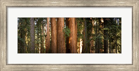Framed Redwood trees in a forest, Sequoia National Park, California, USA Print