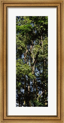 Framed Low angle view of a tree, Hawaii, USA Print