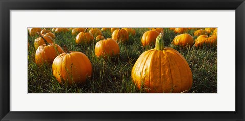 Framed Close Up of Pumpkins in a  Field, Half Moon Bay, California Print