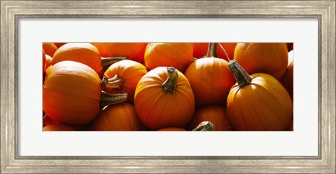 Framed Pumpkins, Half Moon Bay, California, USA Print