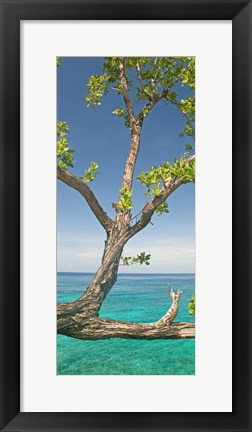 Framed Tree overhanging sea at Xtabi Hotel, Negril, Westmoreland, Jamaica Print