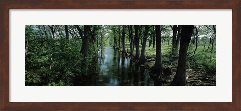 Framed Trees along Blanco River, Texas, USA Print