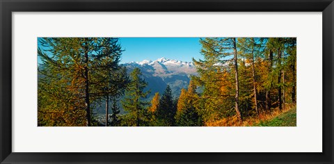 Framed Trees in autumn at Simplon Pass, Valais Canton, Switzerland (horizontal) Print