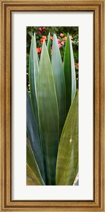 Framed Close-up of a domestic Agave plant, Baja California, Mexico Print