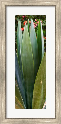 Framed Close-up of a domestic Agave plant, Baja California, Mexico Print