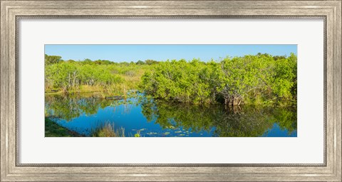 Framed Reflection of trees in a lake, Everglades National Park, Florida Print