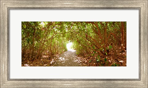 Framed Trees on the entrance of a beach, Delray Beach, Palm Beach County, Florida, USA Print