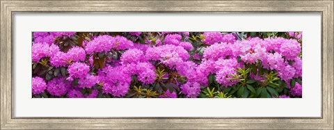 Framed Hydrangeas flowers, Union Township, Union County, New Jersey, USA Print