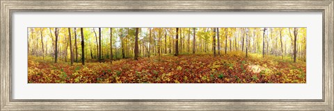 Framed Trees in a forest, Saint-Bruno, Quebec, Canada Print