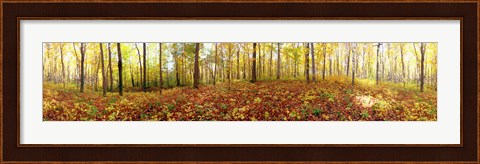 Framed Trees in a forest, Saint-Bruno, Quebec, Canada Print