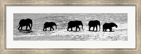 Framed Herd of African Elephants Crossing the Uaso Nyiro River, Kenya (black &amp; white) Print