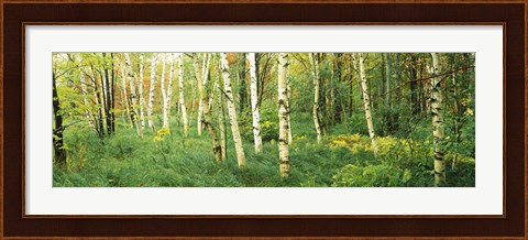 Framed Wild Gardens of Acadia, Acadia National Park, Maine Print