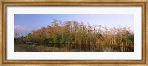Framed Reflection of trees in water, Turner River Road, Big Cypress National Preserve, Florida, USA Print