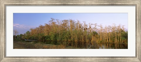 Framed Reflection of trees in water, Turner River Road, Big Cypress National Preserve, Florida, USA Print