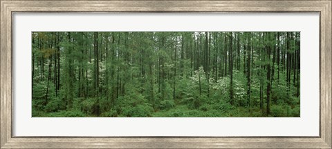 Framed Flowering Dogwood (Cornus florida) trees in a forest, Alaska, USA Print