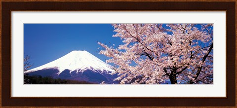 Framed Mt Fuji Cherry Blossoms Yamanashi Japan Print